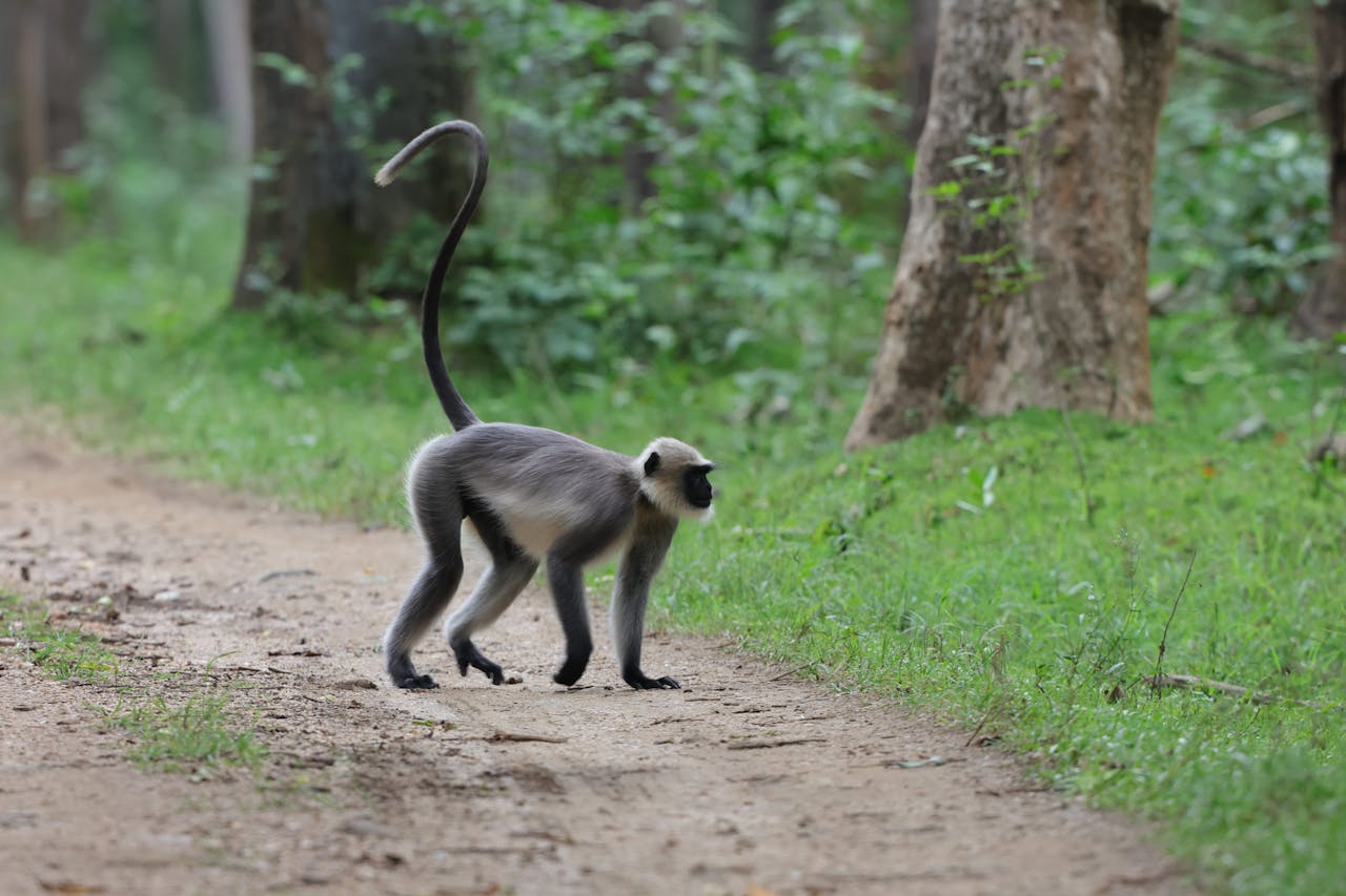 Monkey in the Jungle
